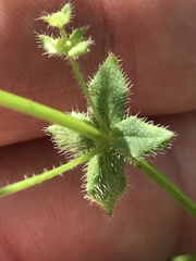 Galium virgatum