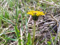 Taraxacum hollandicum