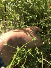 Galium virgatum