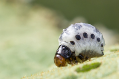 Leptinotarsa undecimlineata