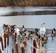 Branta canadensis