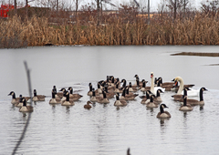 Branta canadensis