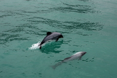 Cephalorhynchus hectori