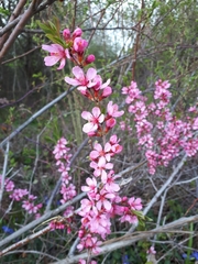 Amygdalus