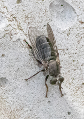 Atomosia melanopogon