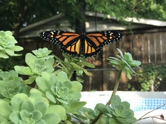 Danaus plexippus