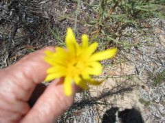 Euryops speciosissimus