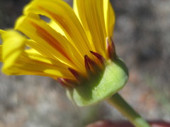 Euryops speciosissimus