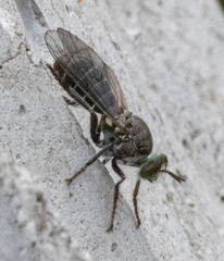 Atomosia melanopogon