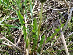 Taraxacum hollandicum