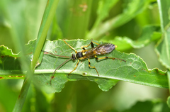 Amblyteles armatorius