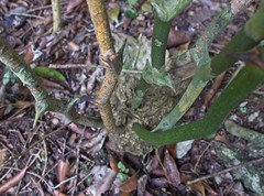 Dioscorea mexicana