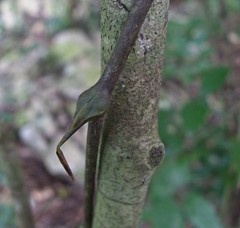Dioscorea mexicana