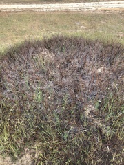 Arctostaphylos pumila