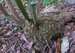 Dioscorea mexicana