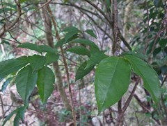 Dioscorea mexicana