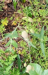 Silene vulgaris
