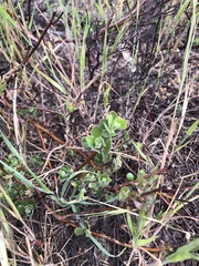 Arctostaphylos pumila