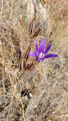 Brodiaea coronaria