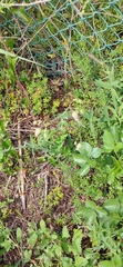 Silene vulgaris