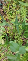 Silene vulgaris