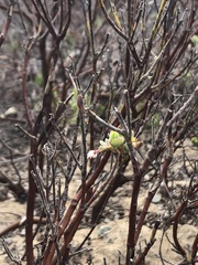 Arctostaphylos pumila