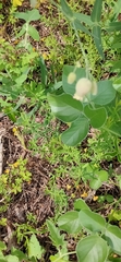 Silene vulgaris