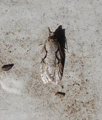 Semioscopis packardella