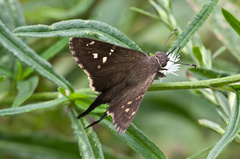 Thorybes dorantes santiago