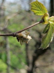 Phytoptus avellanae
