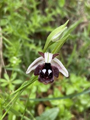 Ophrys reinholdii