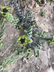 Oedera imbricata