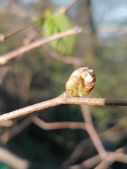 Phytoptus avellanae