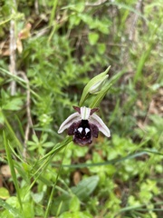 Ophrys reinholdii