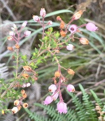 Erica hirtiflora