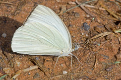 Ascia monuste eubotea