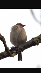Fringilla coelebs