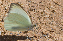 Ascia monuste eubotea