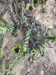 Oedera imbricata