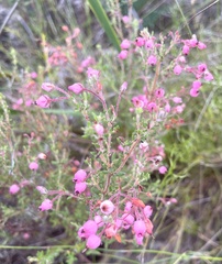 Erica hirtiflora