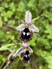 Ophrys reinholdii