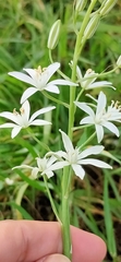 Ornithogalum narbonense