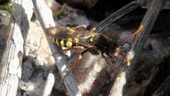Nomada marshamella