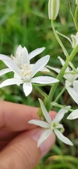 Ornithogalum narbonense