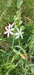 Ornithogalum narbonense