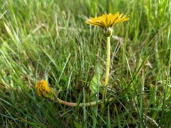 Taraxacum hollandicum