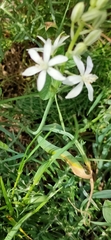 Ornithogalum narbonense