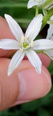 Ornithogalum narbonense