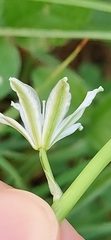 Ornithogalum narbonense