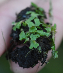 Mannia gracilis